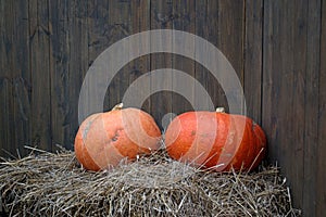 Big orange pumpkins on a haystack on wooden wall background for Halloween.