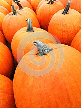 Big orange pumpkins at the marketplace