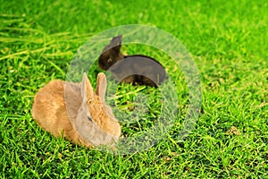 Big orange rabbit and black bunnie resting on grass