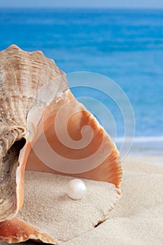 Big orange seashell on ocean sea beach with sand and little pearl inside and water on the background for relaxing vertical