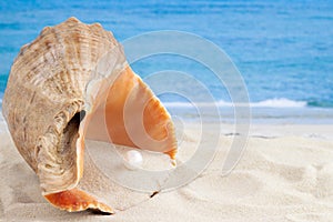 Big orange seashell on ocean sea beach with sand and little pearl inside and water on the background for relaxing wallpaper