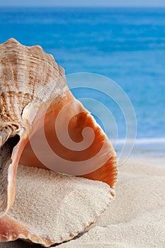 Big orange seashell on ocean sea sandy beach with sand inside and water on the background for relaxing wallpaper