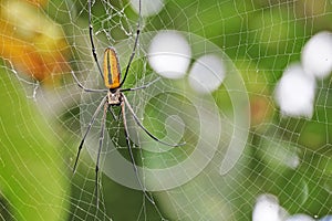 Big orange spider on its net, Halmahera, Indonesia