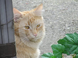 Big Orange Tabby Cat