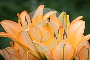 A big orange tiger lily in summer