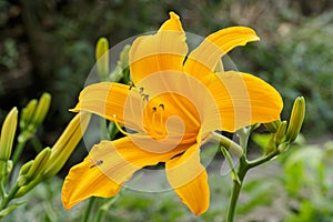 Big orange-yellow flower at summertime