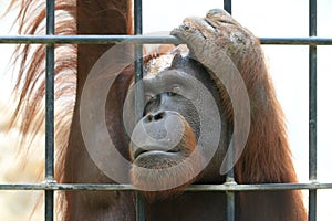 Big orangutan in cage.