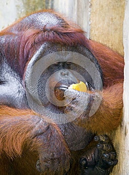 Big orangutang eats orange