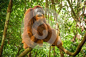 Big orangutang in rain forest in Sumatra