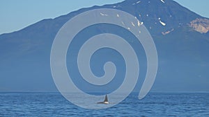 Big orca killer whale swimming in dark Pacific waters. Giant mammal on surface of oceanic water with beautiful mountains