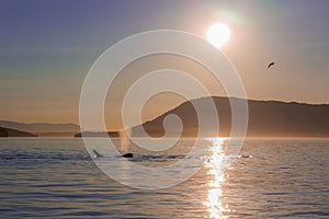 Big orca swimming in the water with sunrise in the sky