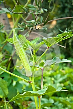 Big Organic Okra On Itâ€™s Plant