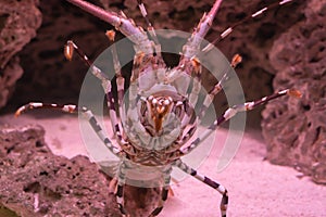 Big ornate spiny rock lobster in closeup from his belly showing of his whole under body with legs