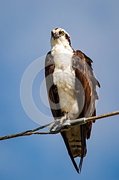 Big osprey raptor bird on a watchout for food