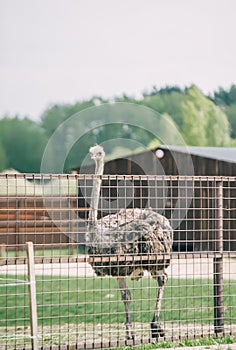 Big ostrich in a cage and greenery behind him on a summer day