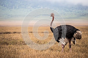 Big ostrich looking at the skyline in the Ngorongoro national park (Tanzania)