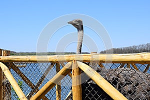 Big ostrich, muzzle with a huge beak, close-up. Beasts in captivity in the enclosure. Outdoor park with birds.