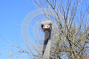 Big ostrich, muzzle with a huge beak, close-up. Beasts in captivity in the enclosure. Outdoor park with birds.