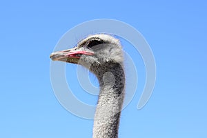 Big ostrich, muzzle with a huge beak, close-up. Beasts in captivity in the enclosure. Outdoor park with birds.