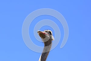 Big ostrich, muzzle with a huge beak, close-up. Beasts in captivity in the enclosure. Outdoor park with birds.