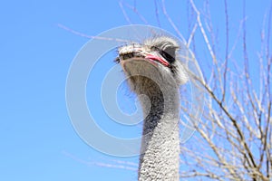 Big ostrich, muzzle with a huge beak, close-up. Beasts in captivity in the enclosure. Outdoor park with birds.