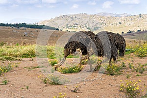 Big ostriches walking and grazing in Eswatini