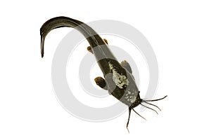 Big Oui Catfish, agriculture catfish isolated on a white background. Freshwater fish that are food and economic fish for fishermen