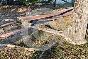 Big overgrown root from tree destroy pavement sidewalk