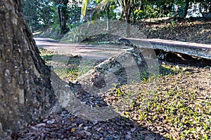 Big overgrown root from tree destroy pavement sidewalk