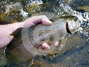 Big Owens Creek Rainbow Trout