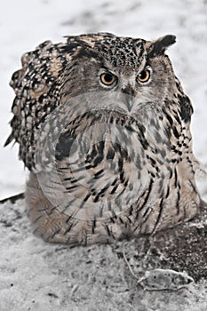 A big owl- eagle owl Eurasian eagle-owl sits on a snowy background