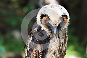 Big owl, green forest background