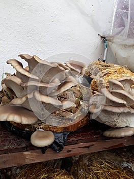 Big oyster mushrooms
