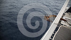 Big pack of dolphins swimming with a sailing yacht, jumping out of the water