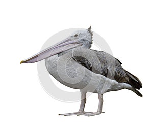 Big pale brown water bird with large mandible clear feathers short legs and fascia feet isolated on white background