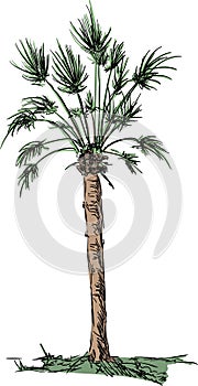 Big palm isolated