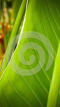 Big palm leaf background