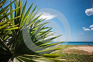 Big palm leaf on the sea beach, sand coastline