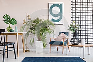 Big palm plant in white pot in stylish living and dining room interior with round table and vintage armchair with pastel pink