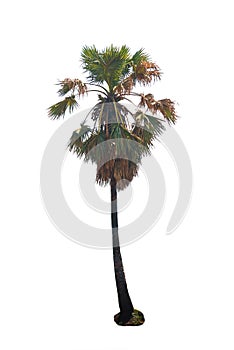 Big palm tree