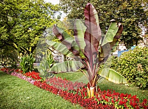 The big palm tree in the centre of Passau