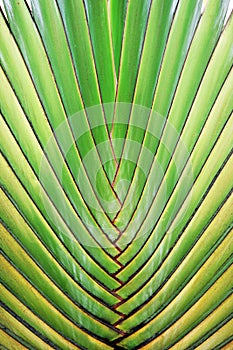 Big palm tree leaf