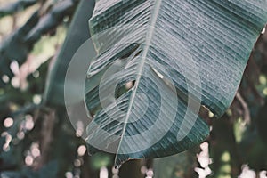 Big palm tree leaf. Background with dark green banana leaf