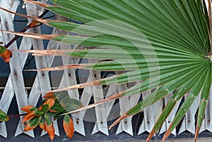 Big palm tree leaf with brown edges covering a wooden plank fence