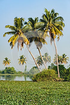Big palm trees on Alleppey backwaters, India