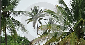 Big Palm trees during hurricane, storm . Dominican Republic.