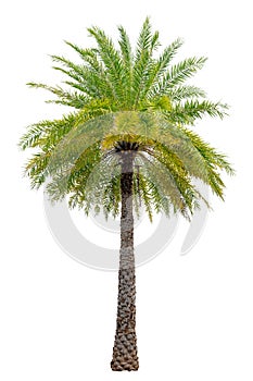 Big palm trees used in garden decoration on white background. Isolated