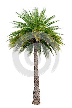 Big palm trees used in garden decoration on white background. Isolated