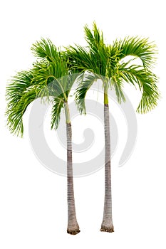 Big palm trees used in garden decoration on white background. Isolated