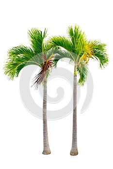 Big palm trees used in garden decoration on white background. Isolated